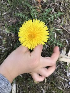 さいたま市南区「たんぽぽのおうち」のイメージ：たんぽぽを見つけたお子さまの手元